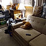Garfield joined the competition — help win amazing prizes! air_conditioner, books, carpet, cat, couch, cozy, curled_up, curtain, furniture, household_items, indoor, lamp, living_room, orange_cat, pillow, remote_control, sleeping_cat, stacked_boxes, table, wood_paneling