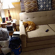 Garfield is registered to the contest to win money with this photo: air_conditioner, blanket, books, carpet, cat, couch, cozy, curtains, folded_blankets, indoor, lamp, phone, pillow, plastic_bags, remote_control, side_table, sleeping_cat, slippers, soda_can, wood_paneling
