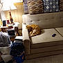 air_conditioner, blanket, books, carpet, cat, couch, cozy, curtains, folded_blankets, indoor, lamp, phone, pillow, plastic_bags, remote_control, side_table, sleeping_cat, slippers, soda_can, wood_paneling