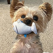 Bella is registered to the contest to win money with this photo: dog, small_dog, yorkshire_terrier, toy, plush_toy, fish_toy, carpet, indoor, cute, big_eyes, ears, nose, fur, portrait, close_up, pet, playful, chew_toy, living_room, adorable