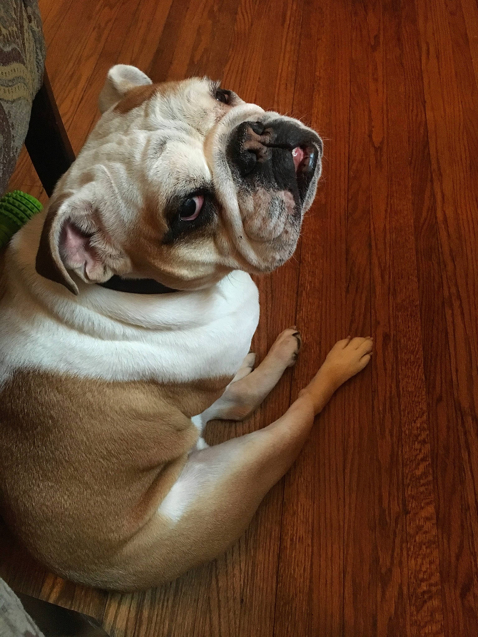 Clarke is registered to the contest to win money with this photo: australian_bulldog, british_bulldogs, bulldog, canidae, carnivore, companion_dog, dog, dog_breed, mammal, nose, old_english_bulldog, olde_english_bulldogge, pug, renascence_bulldogge, skin, snout, toy_bulldog, valley_bulldog, white_english_bulldog, wrinkle