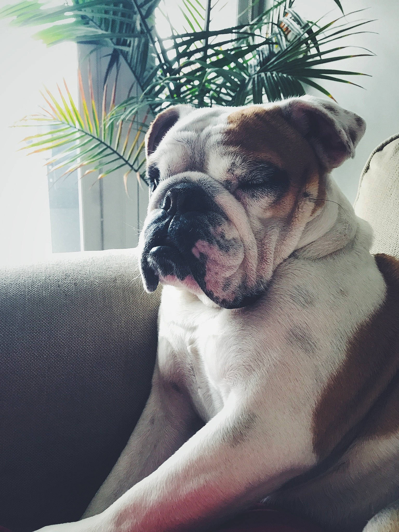 Clarke joined the competition — help win amazing prizes! american_bulldog, australian_bulldog, bulldog, canidae, carnivore, companion_dog, dog, dog_breed, dorset_olde_tyme_bulldogge, fawn, mammal, non_sporting_group, old_english_bulldog, olde_english_bulldogge, skin, snout, toy_bulldog, valley_bulldog, vertebrate, white_english_bulldog