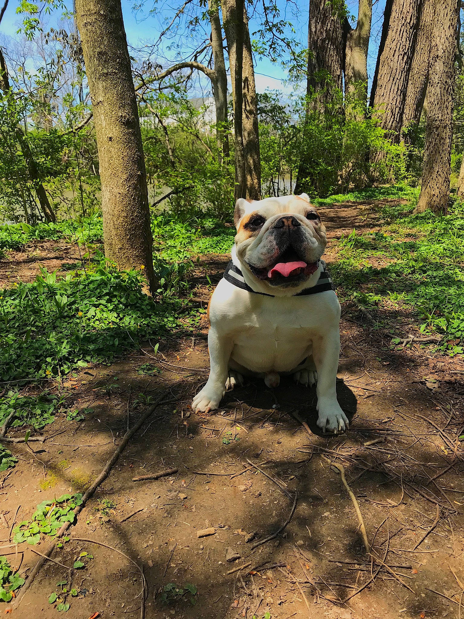 Clarke is registered to the contest to win money with this photo: adventure, american_bulldog, bulldog, canidae, carnivore, companion_dog, dog, dog_breed, fawn, forest, grass, mammal, non_sporting_group, old_english_bulldog, olde_english_bulldogge, plant, rare_breed_dog, sporting_group, tree, vertebrate