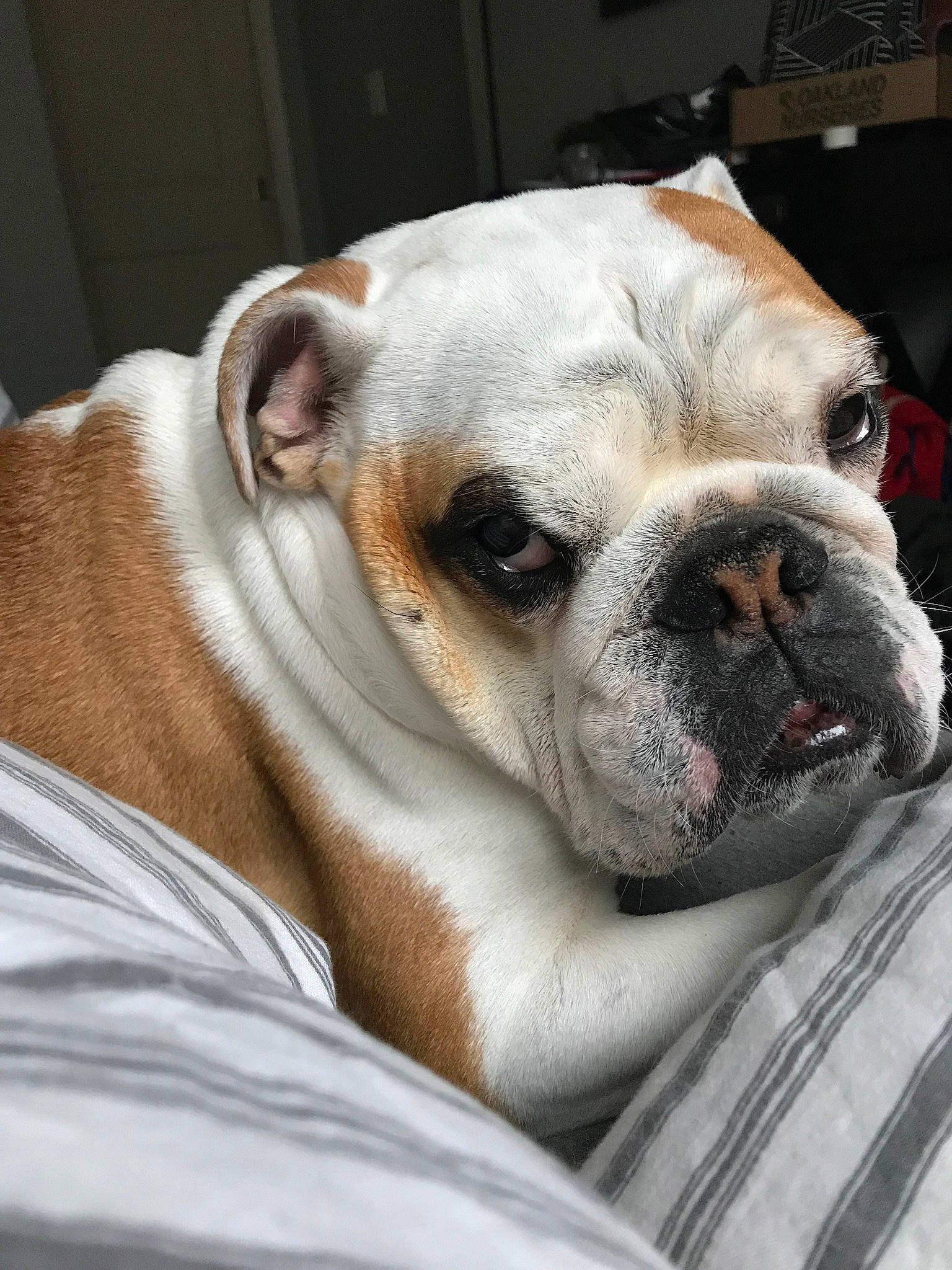 Clarke joined the competition — help win amazing prizes! australian_bulldog, british_bulldogs, bulldog, canidae, carnivore, companion_dog, dog, dog_breed, mammal, nose, old_english_bulldog, olde_english_bulldogge, renascence_bulldogge, skin, snout, toy_bulldog, valley_bulldog, vertebrate, white_english_bulldog, wrinkle