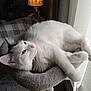 cat, cozy, curtains, deer_motif, fur, furniture, gray_cat_bed, home, indoor, lamp, lamp_shade, pet, pink_nose, relaxing, resting, soft_texture, sunlight, whiskers, white_cat, window