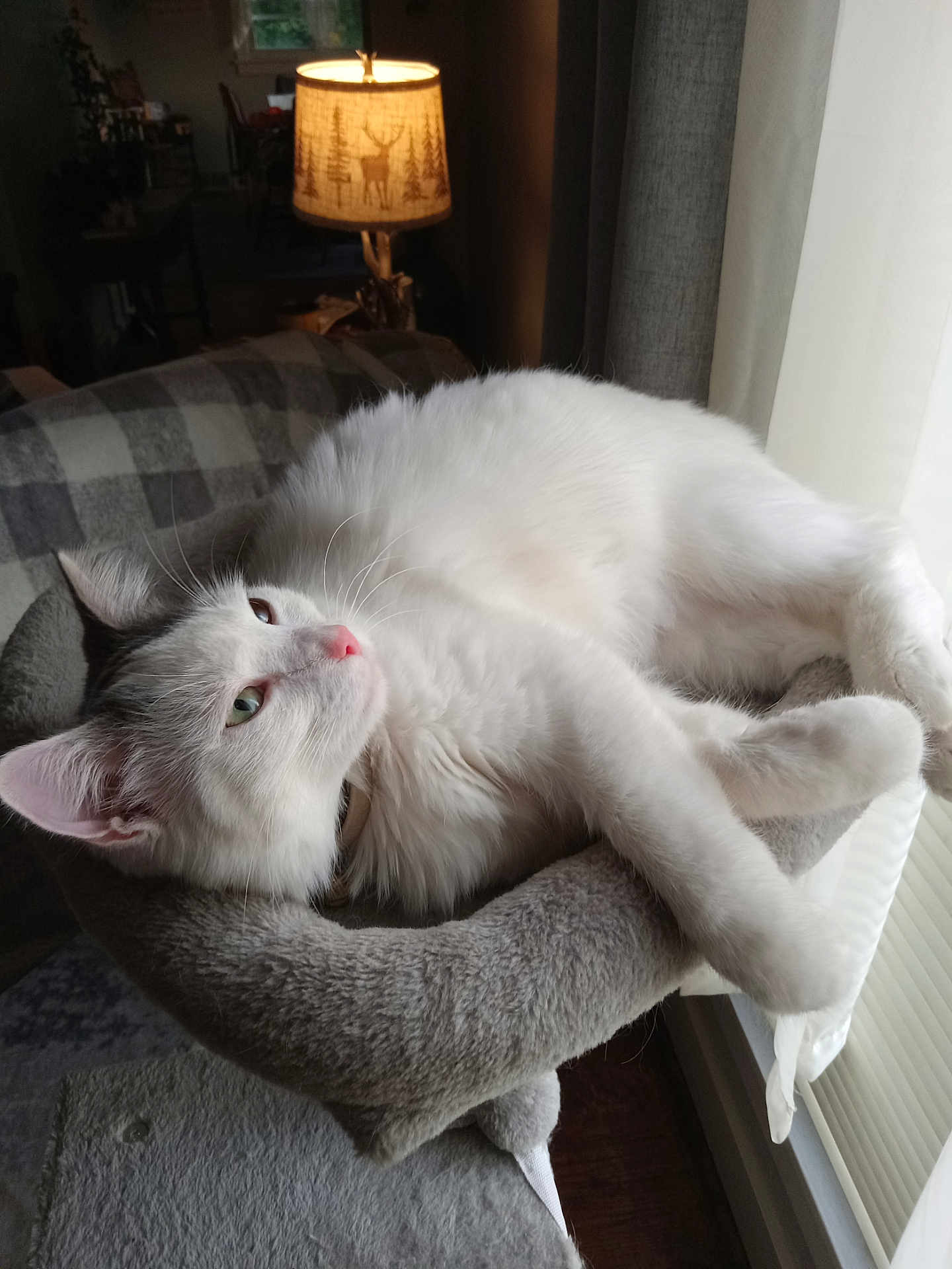 Roxy joined the competition — help win amazing prizes! cat, cozy, curtains, deer_motif, fur, furniture, gray_cat_bed, home, indoor, lamp, lamp_shade, pet, pink_nose, relaxing, resting, soft_texture, sunlight, whiskers, white_cat, window