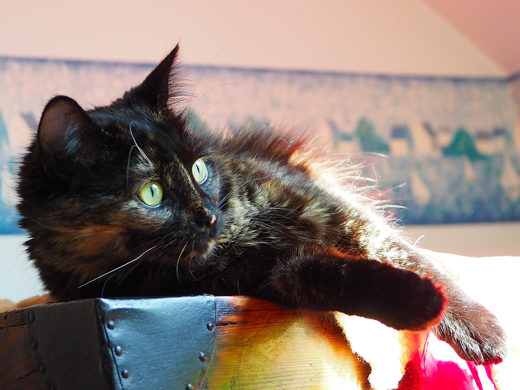 Padmé a rejoint le concours — aidez-le/la à gagner de superbes lots ! asian, black_cat, carnivore, cat, claw, domestic_short_haired_cat, ear, european_shorthair, eye, felidae, fur, gesture, hand, kitten, maine_coon, polydactyl_cat, sitting, small_to_medium_sized_cats, tail, whiskers