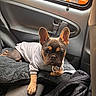 Marley a rejoint le concours — aidez-le/la à gagner de superbes lots ! dog, french_bulldog, puppy, hoodie, blanket, car_interior, window, seat, jacket, pet, animal, cute, indoors, resting, looking, ears, fur, paw, gray, black
