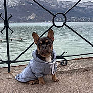 Marley participe au concours pour gagner de l'argent avec cette photo : dog, french_bulldog, puppy, hoodie, clothing, outdoor, lake, mountains, iron_fence, pavement, water, sky, nature, scenic, pet, animal, cute, young, sitting, calm