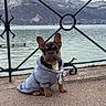 dog, french_bulldog, puppy, hoodie, clothing, outdoor, lake, mountains, iron_fence, pavement, water, sky, nature, scenic, pet, animal, cute, young, sitting, calm