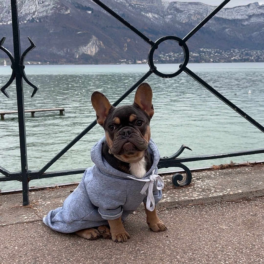 Marley participe au concours pour gagner de l'argent avec cette photo : dog, french_bulldog, puppy, hoodie, clothing, outdoor, lake, mountains, iron_fence, pavement, water, sky, nature, scenic, pet, animal, cute, young, sitting, calm