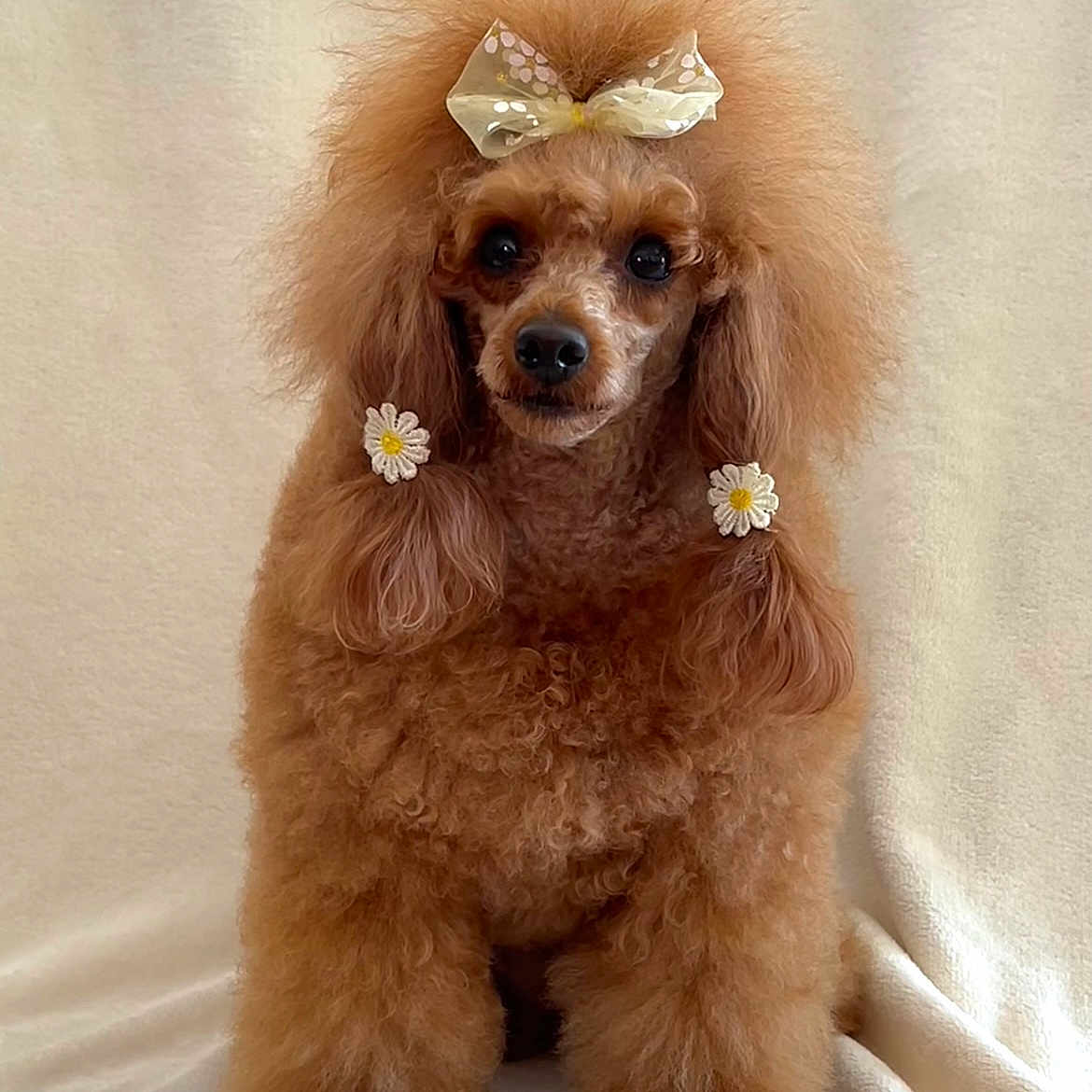 Petite Nana a rejoint le concours — aidez-le/la à gagner de superbes lots ! adorable, animal, apricot, background, bow, cute, daisy, dog, ears, face, fluffy, furry, groomed, indoor, pet, poodle, portrait, sitting, small_dog, studio