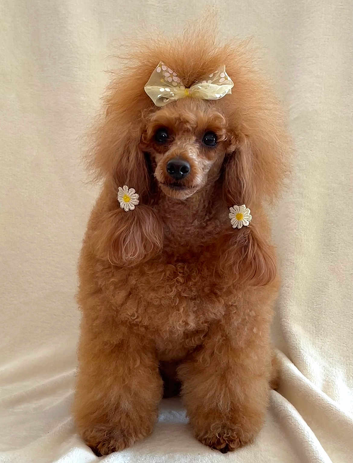 Petite Nana a rejoint le concours — aidez-le/la à gagner de superbes lots ! adorable, animal, apricot, background, bow, cute, daisy, dog, ears, face, fluffy, furry, groomed, indoor, pet, poodle, portrait, sitting, small_dog, studio