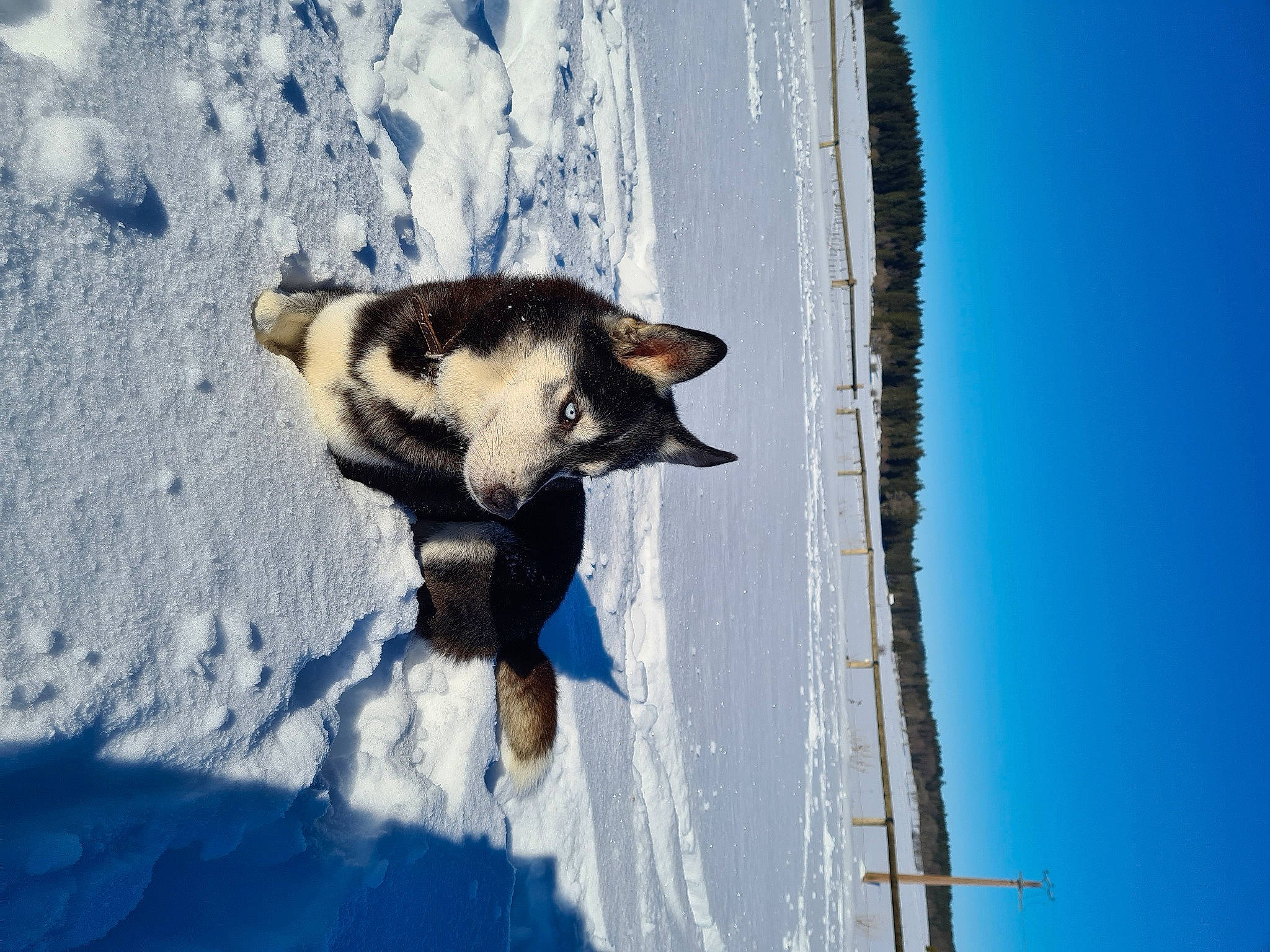 Linouk a rejoint le concours — aidez-le/la à gagner de superbes lots ! art, blue, canidae, carnivore, dog, dog_breed, electric_blue, freezing, fur, glacial_landform, ice_cap, siberian_husky, sky, sled_dog, snout, snow, sporting_group, tree, winter, wolf