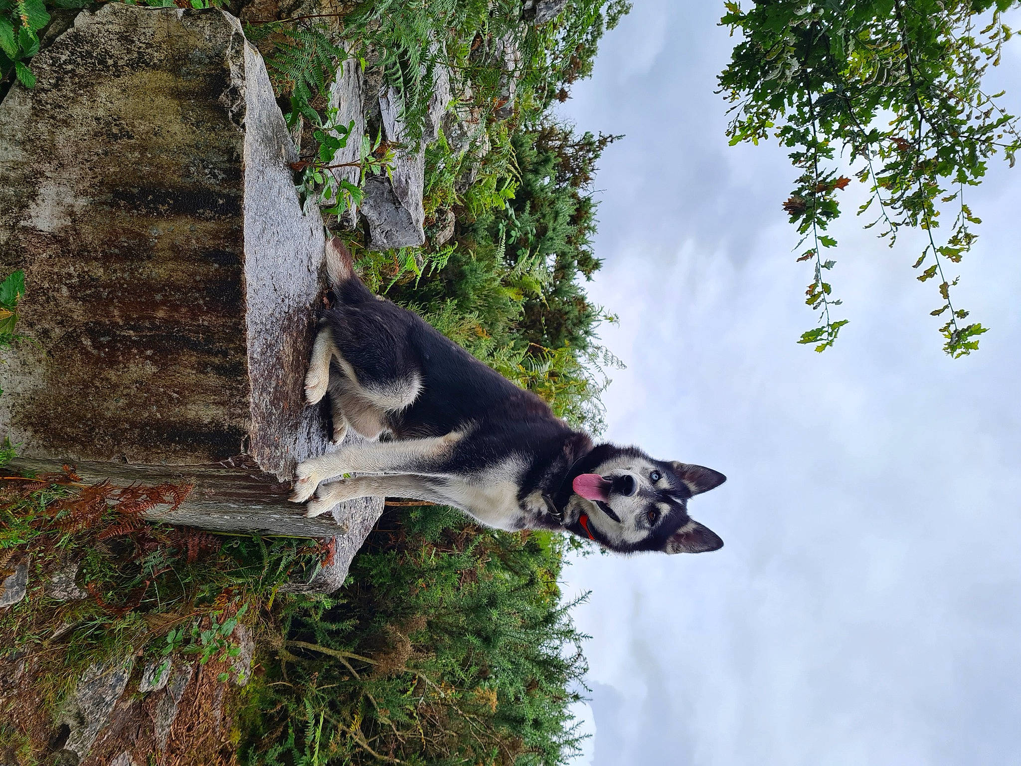 Linouk a rejoint le concours — aidez-le/la à gagner de superbes lots ! australian_cattle_dog, biome, carnivore, cemetery, cloud, collar, dog, dog_breed, grass, leaf, plant, sky, snout, sporting_group, tail, tree, trunk, twig, woody_plant, working_animal