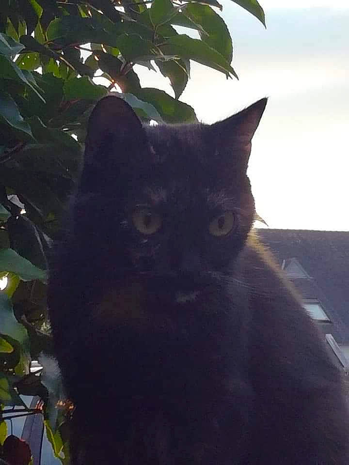 Torpille a rejoint le concours — aidez-le/la à gagner de superbes lots ! asian, black, black_cat, bombay, british_shorthair, carnivore, cat, domestic_short_haired_cat, eye, felidae, leaf, mammal, organism, plant, sky, small_to_medium_sized_cats, sunlight, tail, tree, whiskers