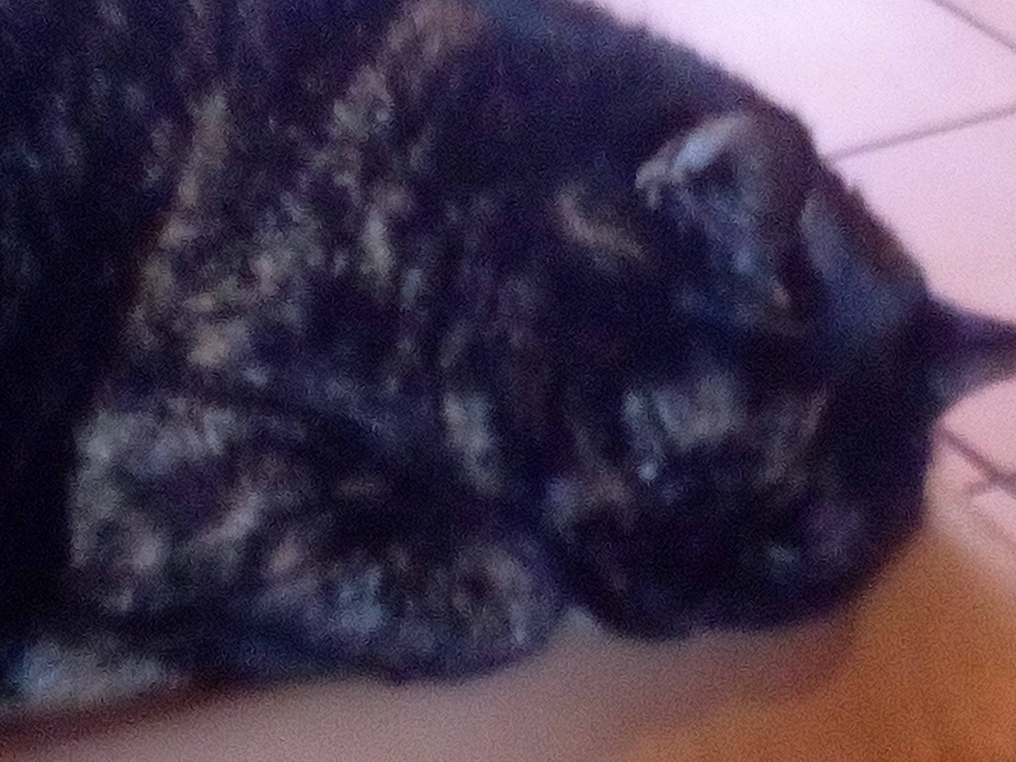 Torpille participe au concours pour gagner de l'argent avec cette photo : black, black_cat, black_hair, carnivore, cat, ear, felidae, french_bulldog, fur, hair, sky, small_to_medium_sized_cats, snout, square, tail, textile, whiskers