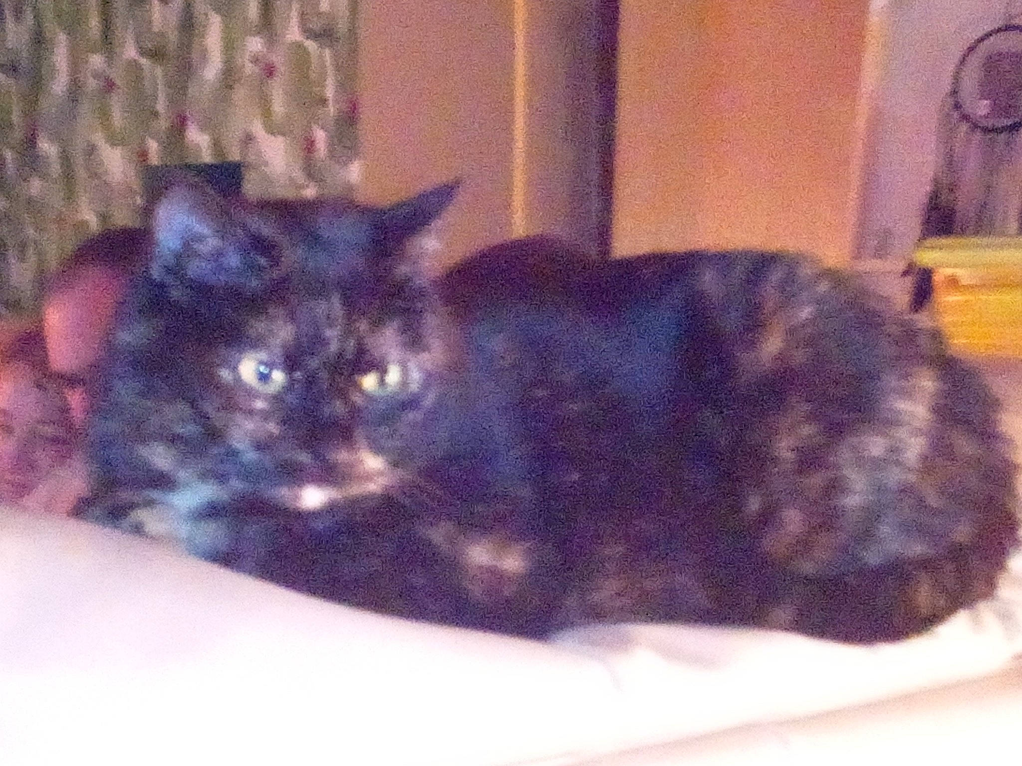 Torpille a rejoint le concours — aidez-le/la à gagner de superbes lots ! black_cat, carnivore, cat, cymric, domestic_short_haired_cat, european_shorthair, felidae, kitten, mammal, small_to_medium_sized_cats, tail, whiskers