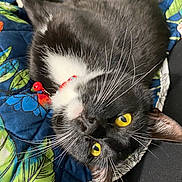 Piper is registered to the contest to win money with this photo: cat, tuxedo_cat, yellow_eyes, whiskers, quilt, fabric, upside_down, pet, domestic_cat, fur, close_up, indoor, collar, red_collar, relaxed, cute, animal, mammal, black_and_white, resting