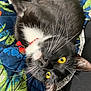 cat, tuxedo_cat, yellow_eyes, whiskers, quilt, fabric, upside_down, pet, domestic_cat, fur, close_up, indoor, collar, red_collar, relaxed, cute, animal, mammal, black_and_white, resting