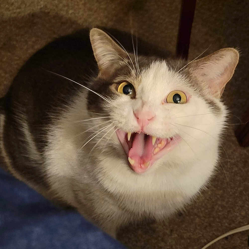 Atticus Wilson is registered to the contest to win money with this photo: abyssinian, angora, animal, blanket, bodypart, cat, face, head, kitten, manx, mouth, person, pet, photobombing, snout, teeth, tongue