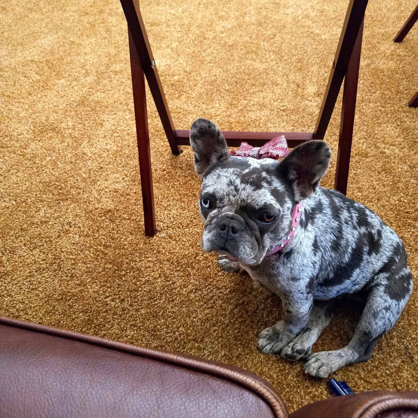 Penny is registered to the contest to win money with this photo: animal, bow, brown_carpet, carpet, cute, dog, ears, french_bulldog, fur, furniture, indoor, leather_chair, looking_up, pet, pink_collar, puppy, sitting, speckled, table_leg, wooden_table