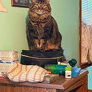 Fuzz is registered to the contest to win money with this photo: cat, tabby_cat, fluffy_fur, wooden_table, knit_hat, pill_organizer, medication_bottles, black_bag, mint_green_wall, window, window_blinds, photo_frame, indoor, pet, furniture, domestic, animal, sitting, close_up, household_items