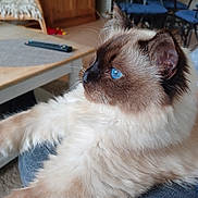 Appolon participe au concours pour gagner de l'argent avec cette photo : animal, blue_eyes, cat, chair, close_up, cozy, cushion, domestic, fluffy, fur, furniture, indoor, mammal, pet, relaxing, remote_control, side_view, table, whiskers, wooden