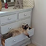 Appolon participe au concours pour gagner de l'argent avec cette photo : animal, cat, comfortable, cozy, cute, decor, drawer, fluffy, furniture, home, indoor, letters, living_room, pet, pillow, relaxed, resting, rustic, white, wood