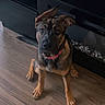 Hazel is registered to the contest to win money with this photo: dog, puppy, pink_collar, floor, wooden_floor, entertainment_unit, black_furniture, ears_up, brown_dog, indoor, pet, looking_up, cute, young_dog, flooring, home, animal, eyes, sitting, domestic_animal