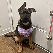 Hazel is registered to the contest to win money with this photo: dog, puppy, pet, indoor, wooden_floor, white_door, harness, leash, bells, brown, black, sitting, ears, looking, name_tag, closeup, floor, door_handle, pink, cute