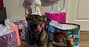 Hazel joined the competition — help win amazing prizes! dog, party_hat, balloons, gift_bags, floor, indoor, celebration, tongue_out, half_birthday, brown_dog, wooden_floor, door, pink_balloons, purple_gift_bag, colorful, festive, pet, cute, playful, happy