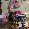 dog, party_hat, balloons, gift_bags, floor, indoor, celebration, tongue_out, half_birthday, brown_dog, wooden_floor, door, pink_balloons, purple_gift_bag, colorful, festive, pet, cute, playful, happy