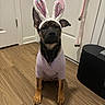 Hazel joined the competition — help win amazing prizes! dog, puppy, costume, bunny_ears, hoodie, indoor, wood_floor, door, pet, animal, brown_fur, black_fur, ears, sitting, looking_at_camera, cute, pet_accessory, floor, home, adorable
