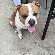 Usko a rejoint le concours — aidez-le/la à gagner de superbes lots ! dog, brown_and_white, tongue_out, sitting, concrete_floor, outdoor, patio, table, chair, metal, happy, pet, animal, canine, ears, nose, paw, calm, daylight, resting
