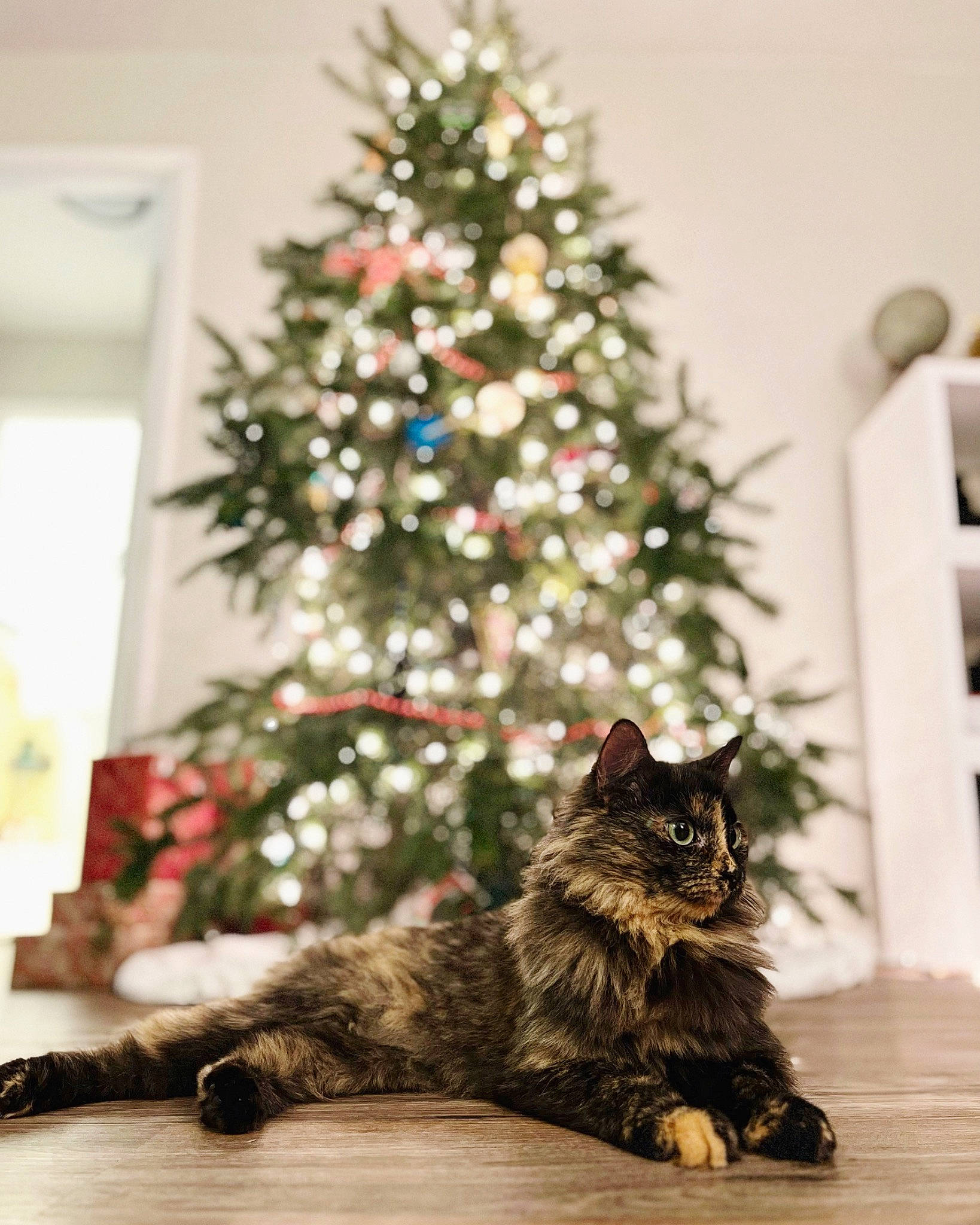 Atari is registered to the contest to win money with this photo: branch, carnivore, cat, christmas, christmas_decoration, christmas_ornament, christmas_tree, conifer, event, evergreen, felidae, larch, ornament, plant, room, small_to_medium_sized_cats, tints_and_shades, tree, whiskers, wood