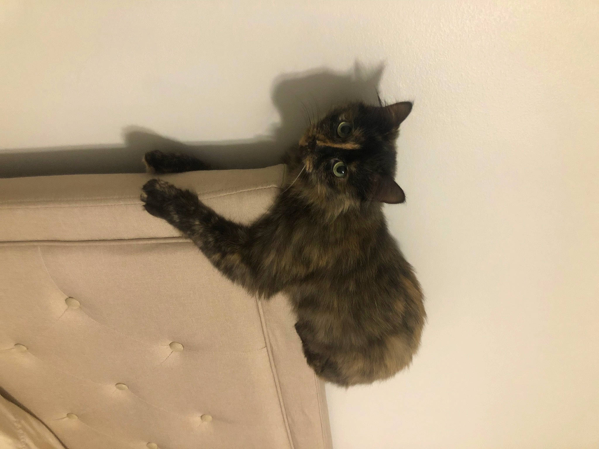 Atari joined the competition — help win amazing prizes! bat, beard, carnivore, cat, claw, dog_breed, felidae, fur, gesture, leg, paw, small_to_medium_sized_cats, snout, tail, terrestrial_animal, whiskers, wing