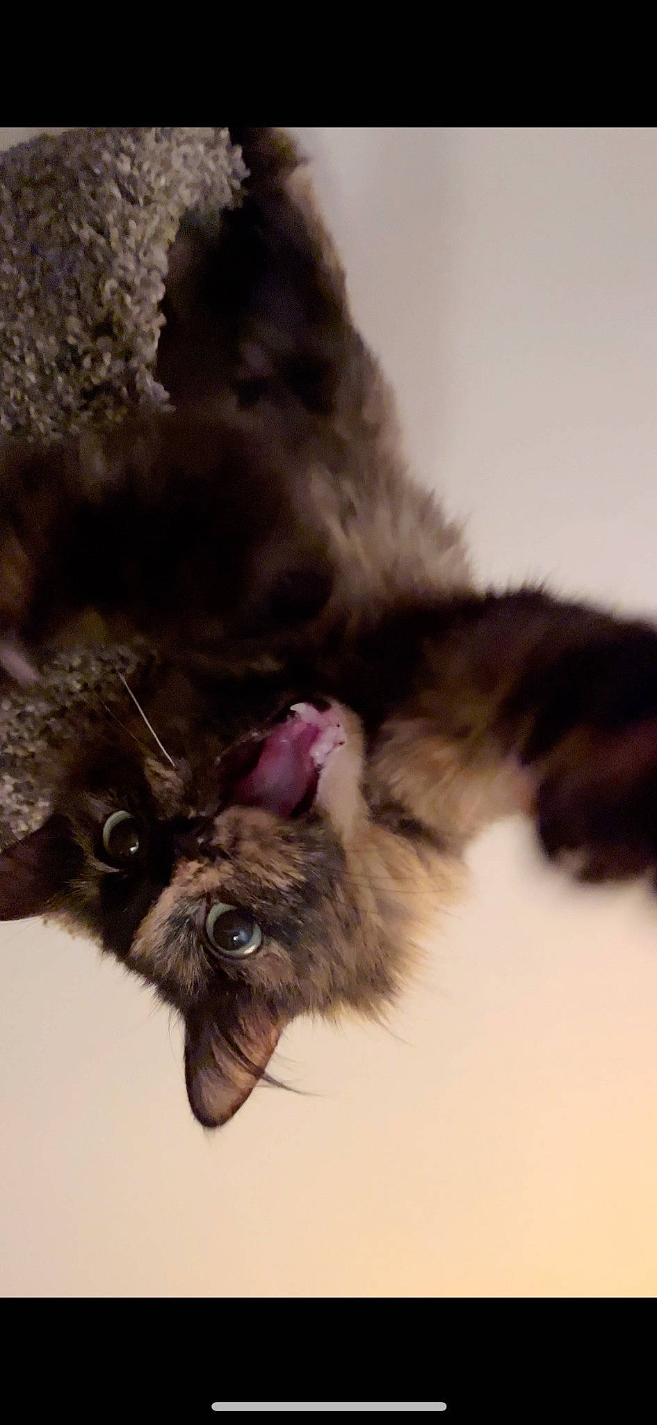 Atari is registered to the contest to win money with this photo: canidae, carnivore, cat, claw, dog_breed, domestic_short_haired_cat, felidae, fur, gesture, liver, paw, small_to_medium_sized_cats, snout, sporting_group, tail, whiskers