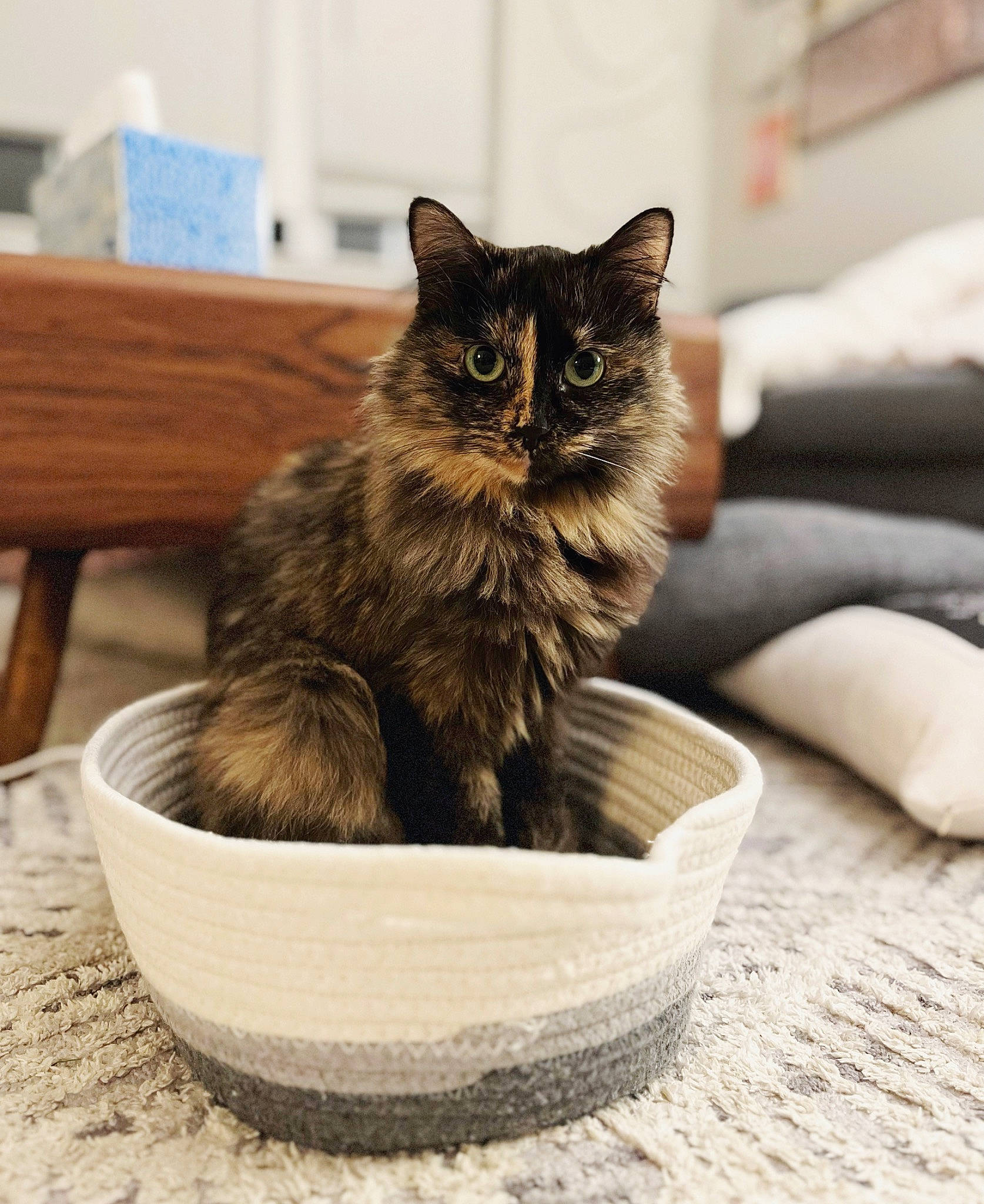 Atari joined the competition — help win amazing prizes! carnivore, cat, cat_supply, claw, comfort, domestic_short_haired_cat, felidae, fur, monochrome, monochrome_photography, paw, pet_supply, serveware, sitting, small_to_medium_sized_cats, snout, tail, terrestrial_animal, whiskers, wood