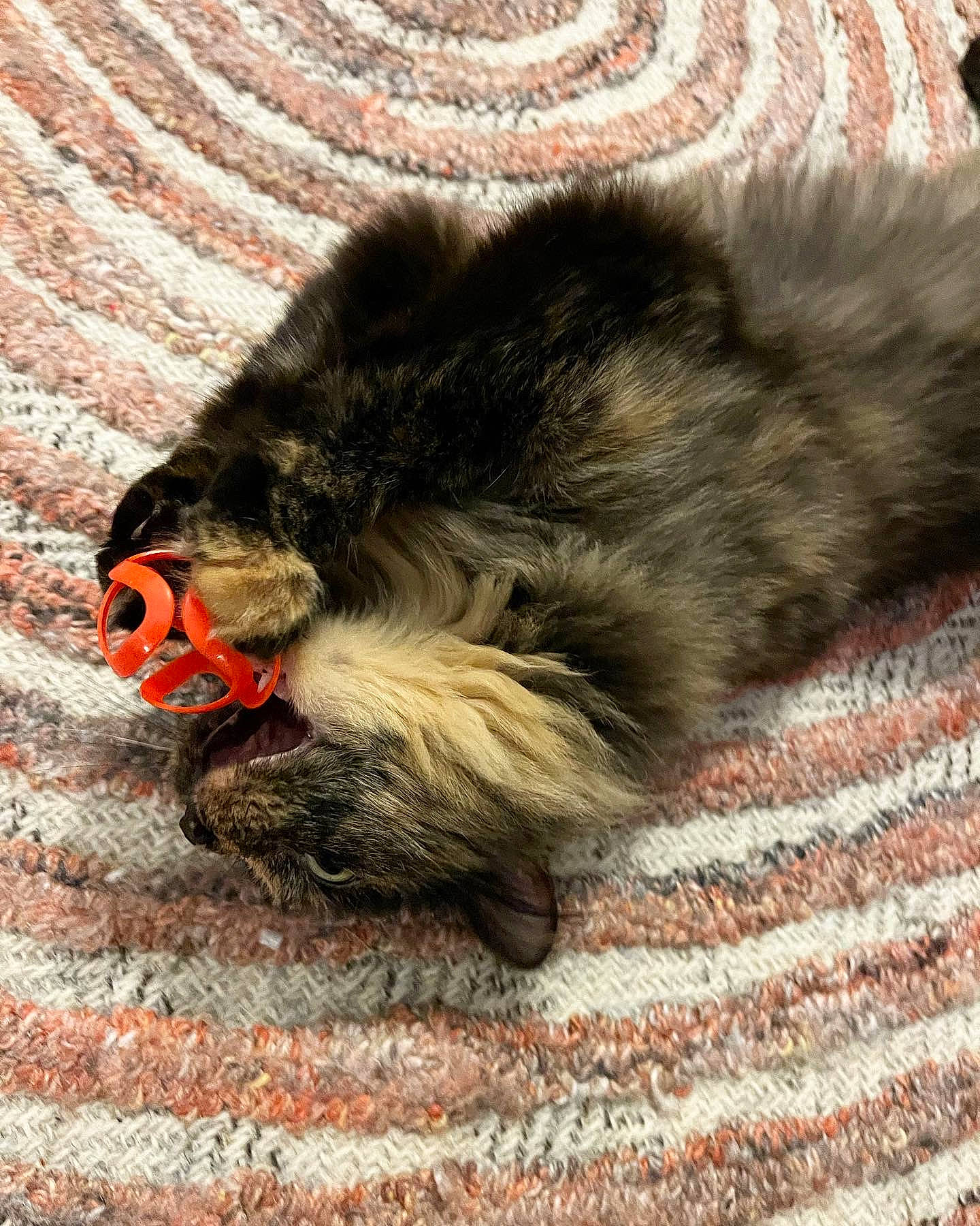 Atari joined the competition — help win amazing prizes! carmine, carnivore, claw, comfort, dog_breed, felidae, flooring, foot, fur, human_leg, nap, paw, primate, small_to_medium_sized_cats, snout, tail, terrestrial_animal, toe, whiskers, wood