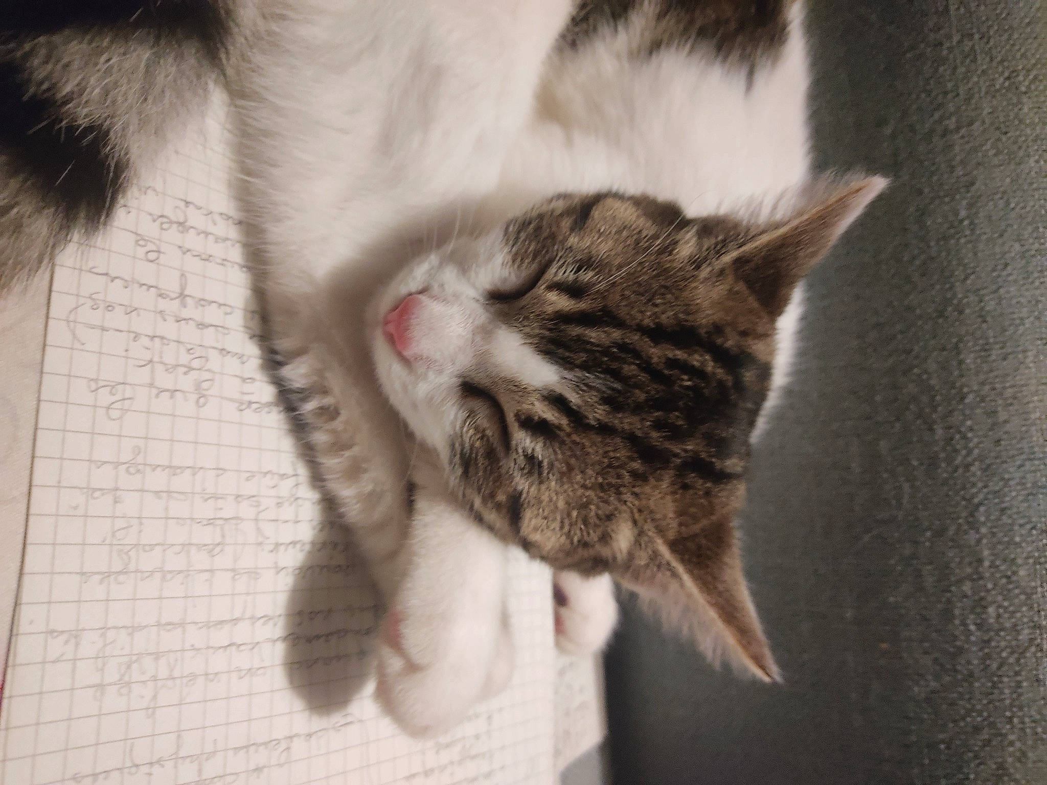 Oumi participe au concours pour gagner de l'argent avec cette photo : beard, carnivore, cat, claw, domestic_short_haired_cat, ear, felidae, flooring, fur, grey, moustache, nose, paw, plant, small_to_medium_sized_cats, snout, tail, tree, whiskers, window