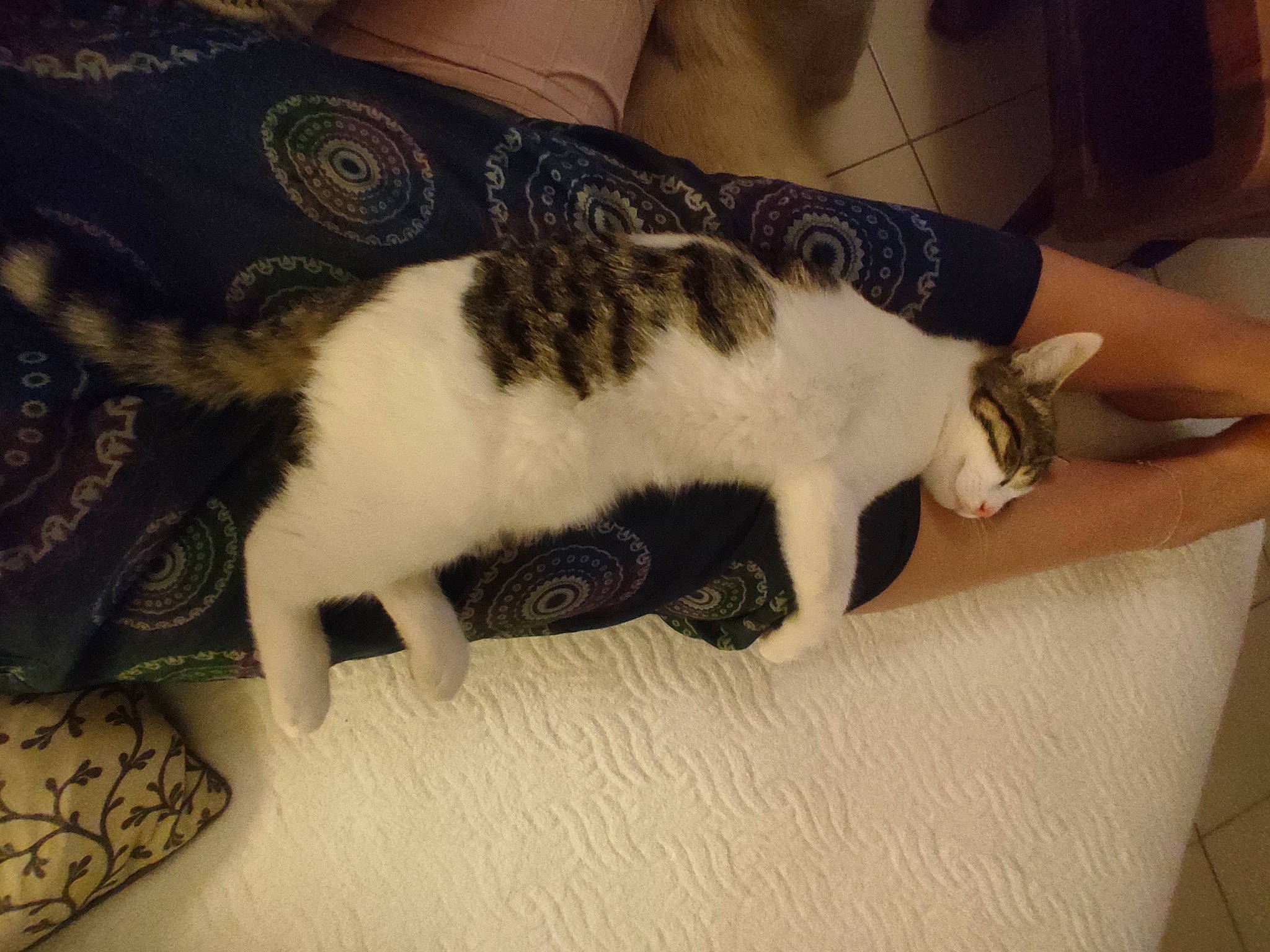 Oumi a rejoint le concours — aidez-le/la à gagner de superbes lots ! canidae, carnivore, cat, comfort, dog_breed, domestic_short_haired_cat, fawn, felidae, fur, hardwood, human_leg, linens, pattern, paw, small_to_medium_sized_cats, snout, sporting_group, tail, whiskers, wood