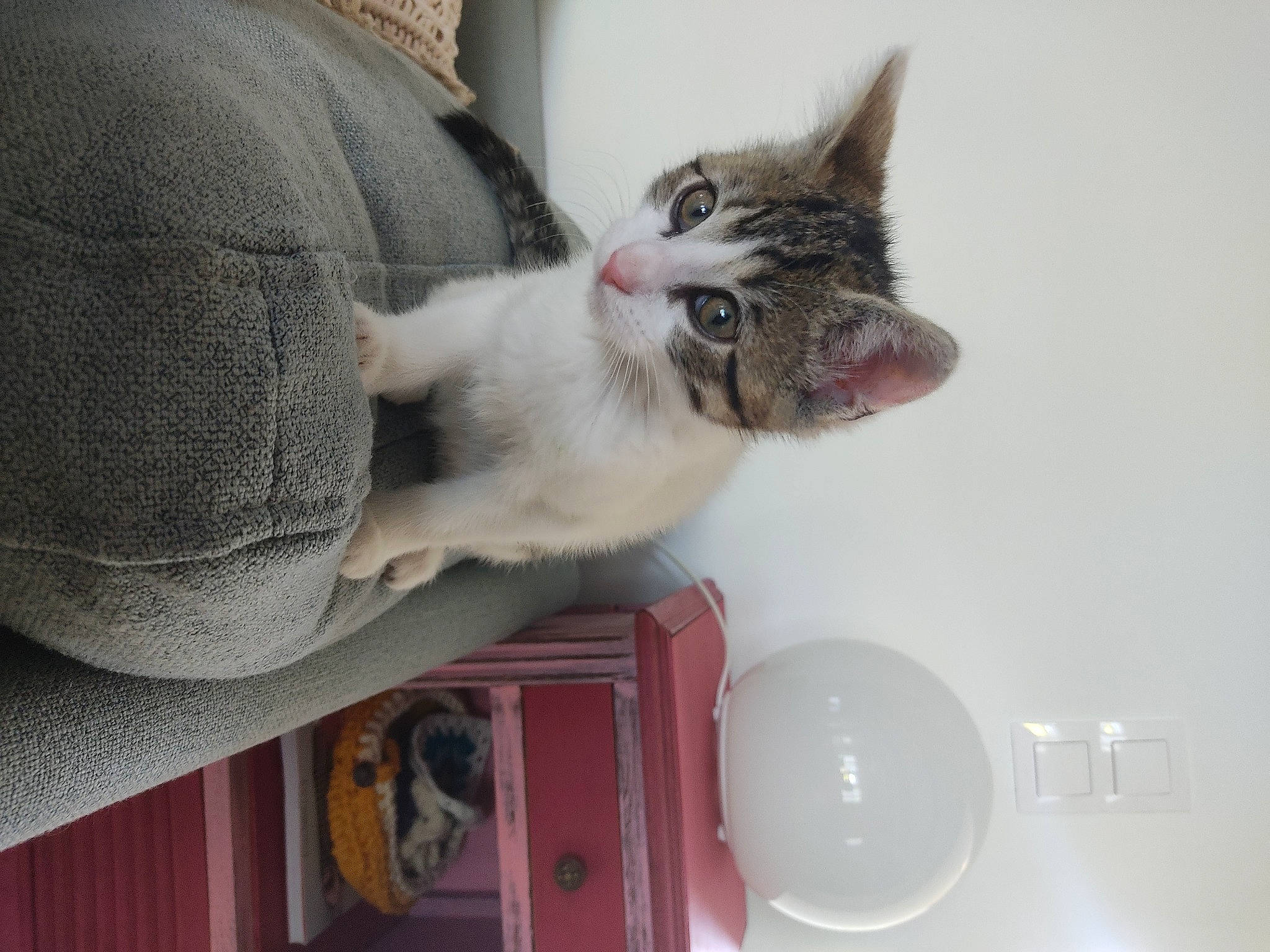 Oumi participe au concours pour gagner de l'argent avec cette photo : balloon, carnivore, cat, comfort, domestic_short_haired_cat, ear, felidae, fur, grey, paw, small_to_medium_sized_cats, snout, tail, whiskers