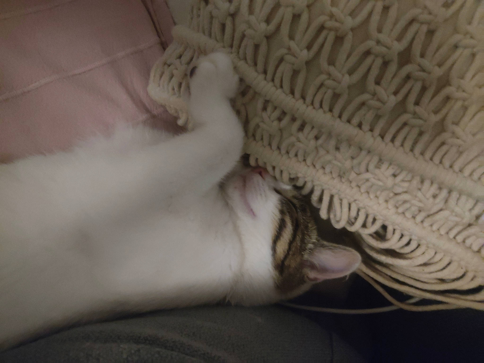 Oumi participe au concours pour gagner de l'argent avec cette photo : barefoot, bedding, comfort, felidae, foot, fur, gesture, human_leg, leg, linens, nail, paw, small_to_medium_sized_cats, tail, whiskers, wood, wool, woolen, woven_fabric, wrist