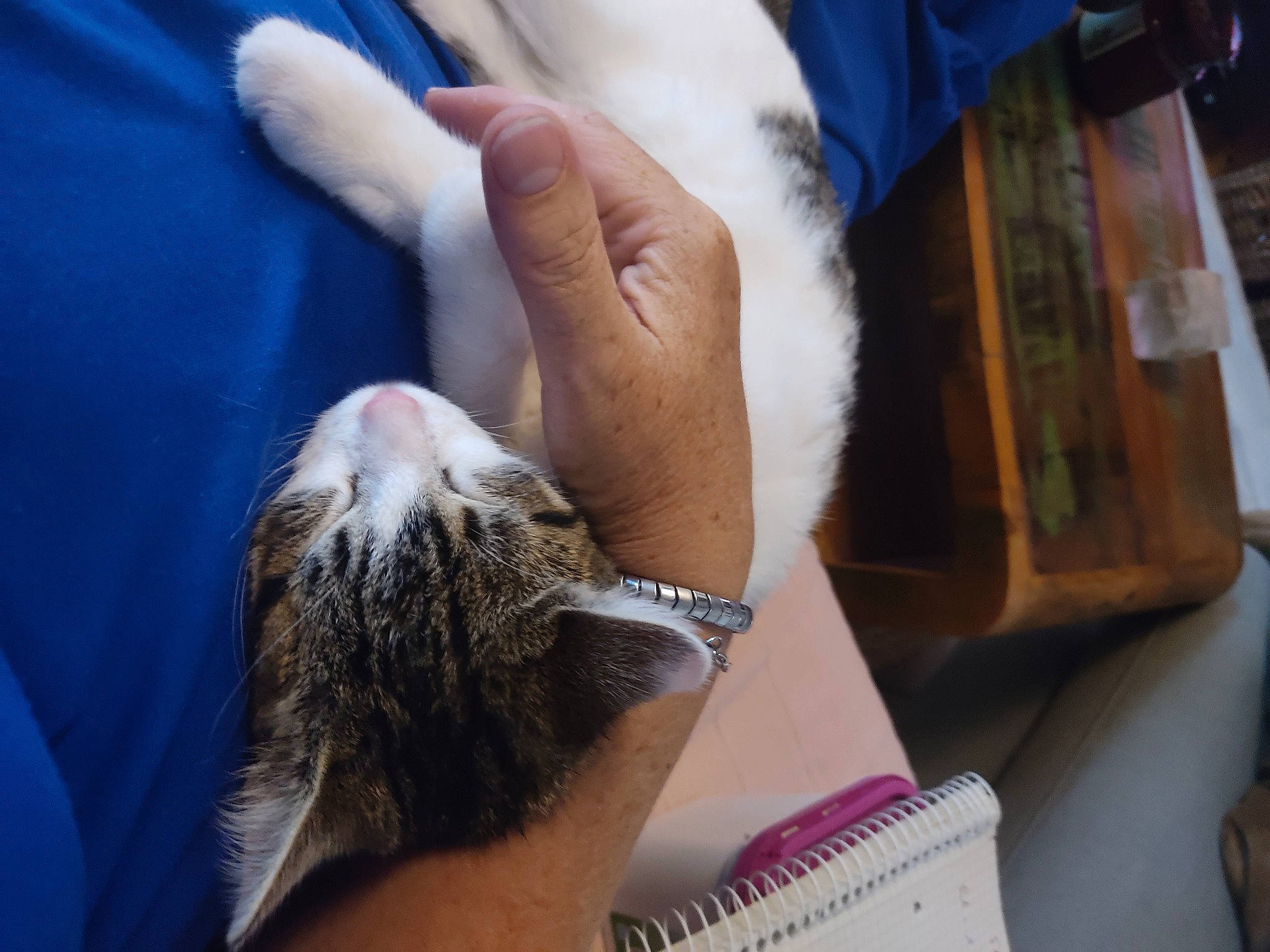 Oumi participe au concours pour gagner de l'argent avec cette photo : cat, child, comfort, domestic_short_haired_cat, elbow, eyelash, felidae, finger, fur, gesture, hand, human_leg, jewellery, nail, service, skin, small_to_medium_sized_cats, thumb, whiskers, wrist