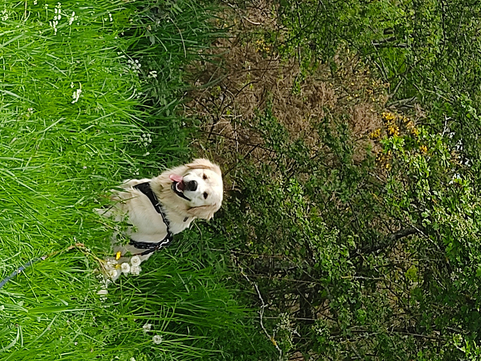 Teddy participe au concours pour gagner de l'argent avec cette photo : beak, canidae, companion_dog, dog_breed, grass, grass_family, grassland, groundcover, herb, pasture, people_in_nature, plant, prairie, shrub, soil, sporting_group, terrestrial_animal, wildlife