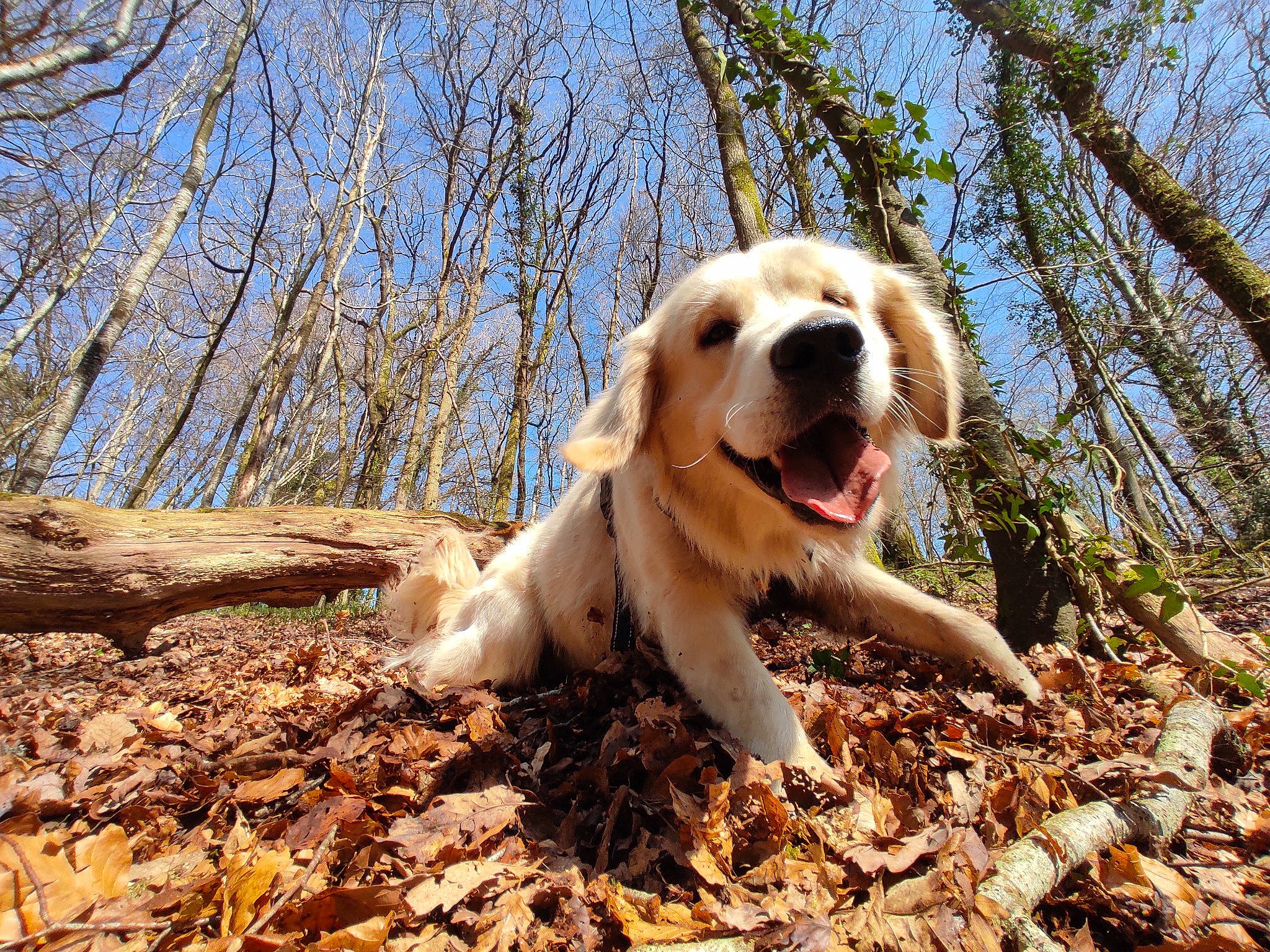 Teddy participe au concours pour gagner de l'argent avec cette photo : adventure, biting, carnivore, companion_dog, dog, dog_breed, fawn, forest, grass, gun_dog, natural_landscape, people_in_nature, plant, retriever, sky, soil, terrestrial_animal, tree, wood, woodland