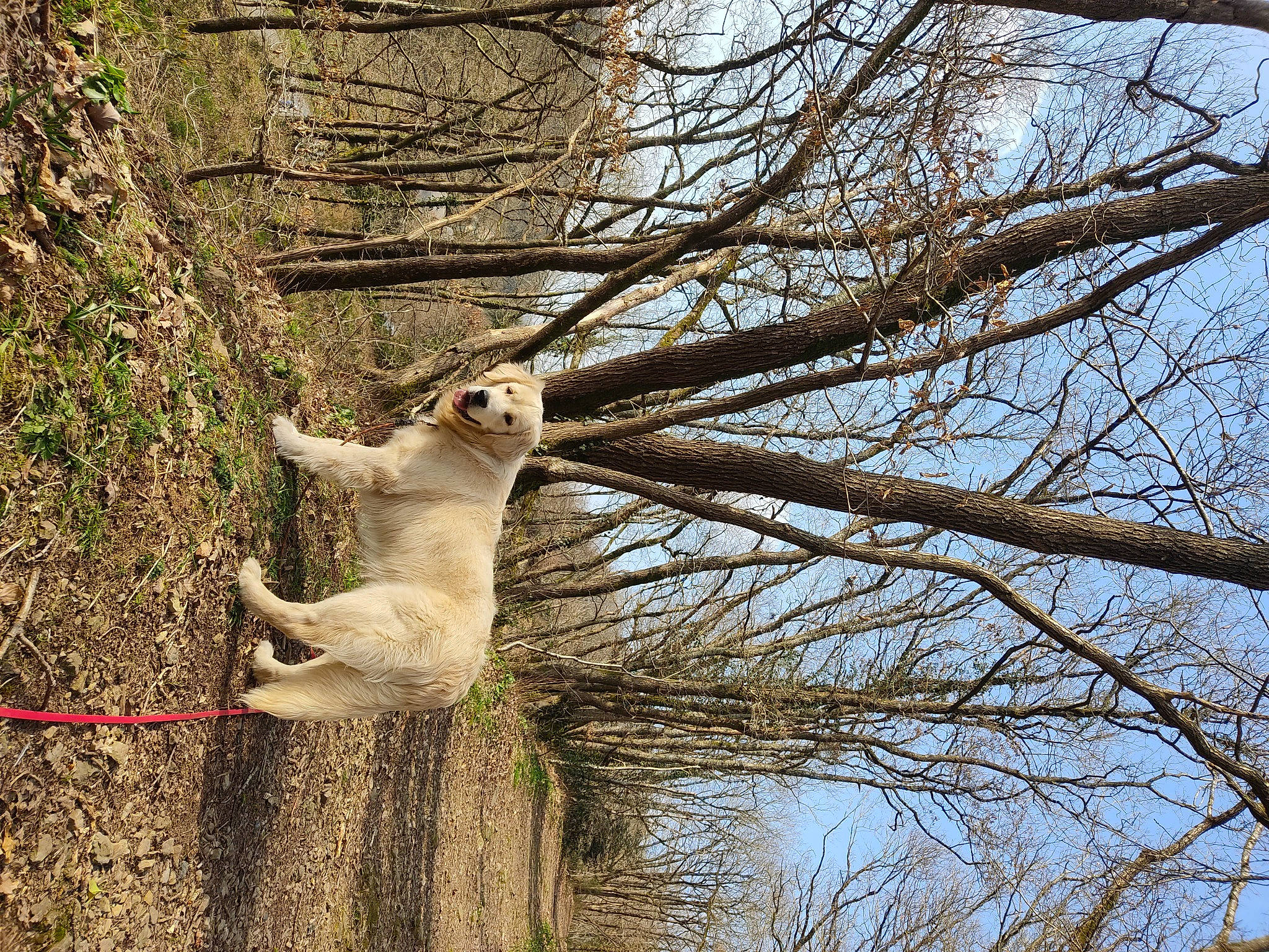 Teddy a rejoint le concours — aidez-le/la à gagner de superbes lots ! beak, fawn, forest, fox_squirrel, fur, grass, grey_squirrel, plant, plant_stem, rodent, sky, squirrel, tail, terrestrial_animal, tree, trunk, twig, winter, wood, woodland