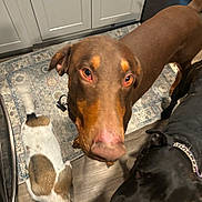 Apollo is registered to the contest to win money with this photo: animal, black_dog, brown_dog, cabinet, canine, close_up, collar, curious, dog, domestic, floor, group, indoor, kitchen, patterned_rug, pet, small_dog, sniffing, three_dogs, wood_floor