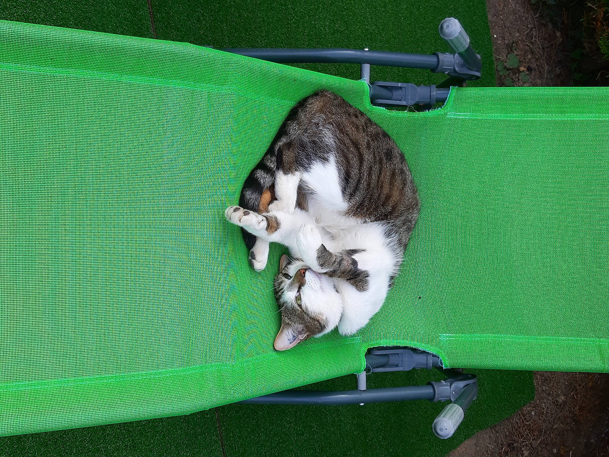 Fripouille a rejoint le concours — aidez-le/la à gagner de superbes lots ! carnivore, cat, felidae, grass, green, kitten, small_to_medium_sized_cats, whiskers